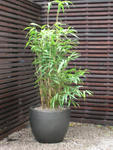 Bamboo corner