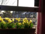 Daffodil parade