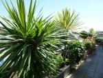 Tropical tales: cordylines