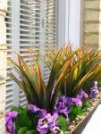 American hot: Yucca and purple pansy