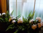 Forest floor: Fern and white geranium