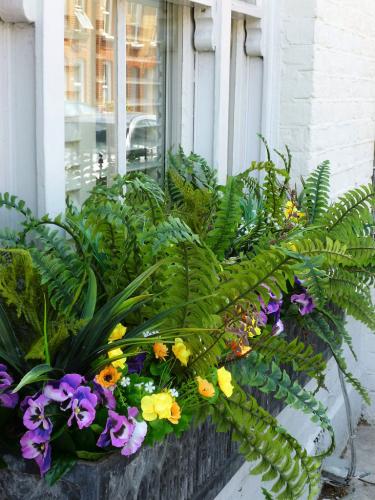 Hot tropics: Ferns and spring flowers