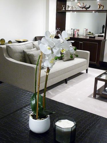 Zen Living: white orchid